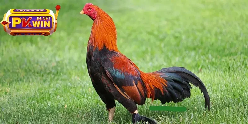 Asil là giống gà đá mạnh đến từ Ấn Độ