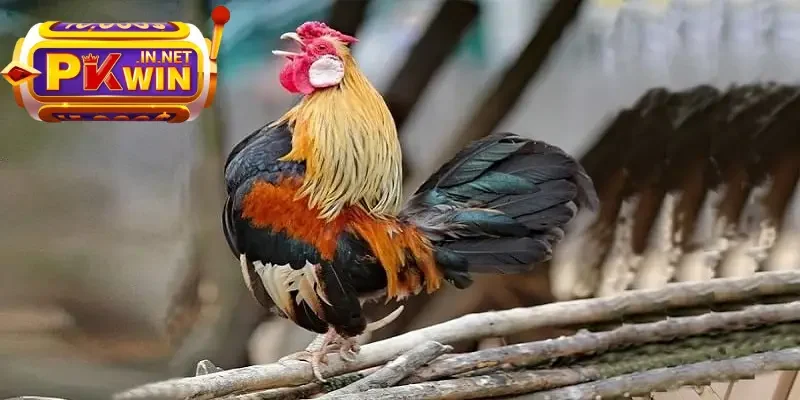 Bạn nên tìm hiểu kỹ nguồn gốc