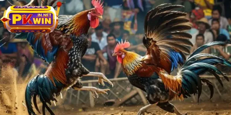 Các sàn chọi gà đỉnh cao 