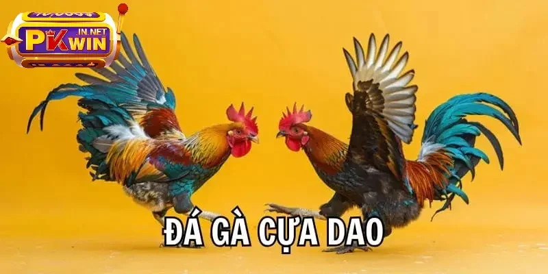Chọi gà cựa dao kịch tính
