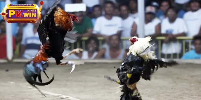 Cược chọi gà cựa dao 