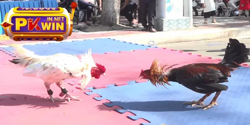 Đa dạng loại hình cược chọi gà