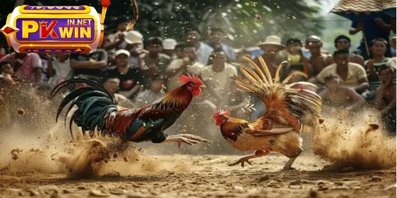 Mỗi hiệp đấu chọi gà cựa sắt 