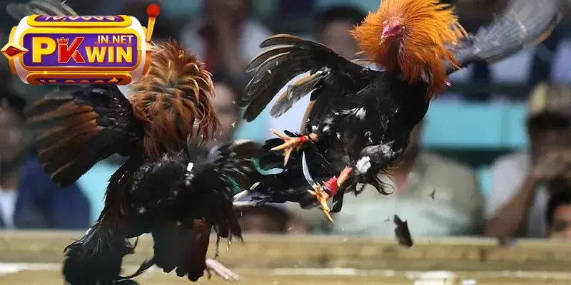 Philippines tổ chức nhiều trận đấu đá gà đỉnh cao