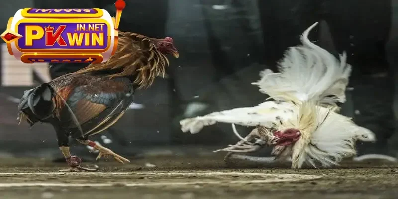 trận đá gà lớn nhất ở Việt Nam 